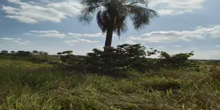 Terreno estrada do mirim (sítio nova esperança)