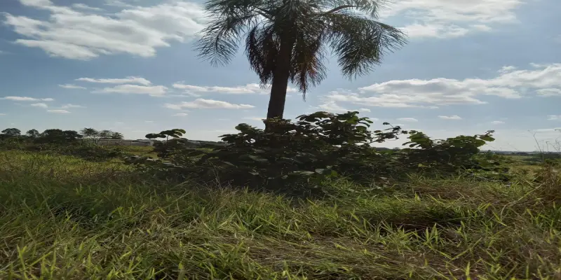 Terreno estrada do mirim (sítio nova esperança) - Foto 1
