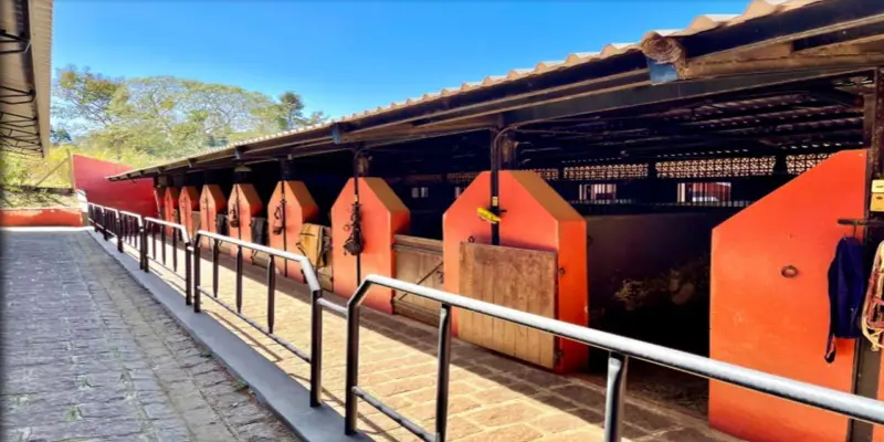 Haras itaguassú helvetia  - Foto 16